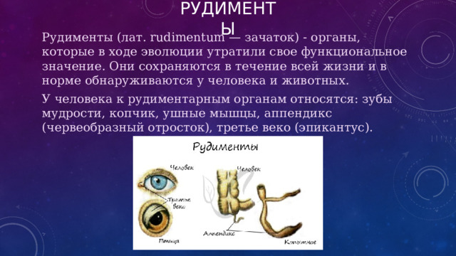РУДИМЕНТЫ Рудименты (лат. rudimentum — зачаток) - органы, которые в ходе эволюции утратили свое функциональное значение. Они сохраняются в течение всей жизни и в норме обнаруживаются у человека и животных. У человека к рудиментарным органам относятся: зубы мудрости, копчик, ушные мышцы, аппендикс (червеобразный отросток), третье веко (эпикантус). 