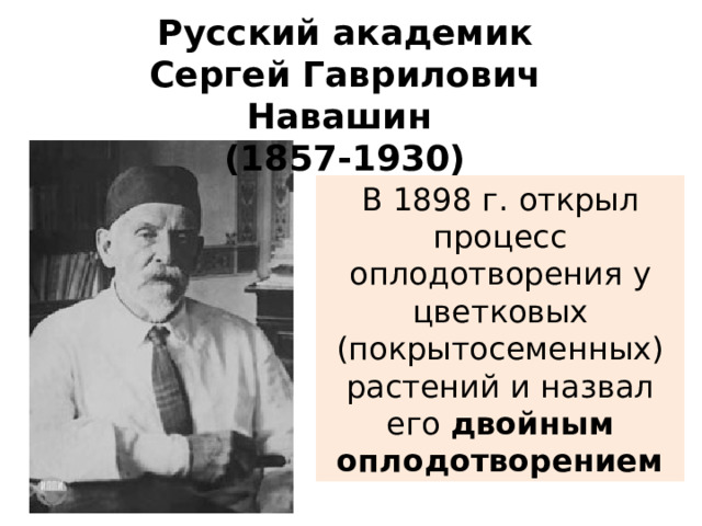 Русский академик Сергей Гаврилович Навашин (1857-1930) В 1898 г. открыл процесс оплодотворения у цветковых (покрытосеменных) растений и назвал его двойным оплодотворением 3 