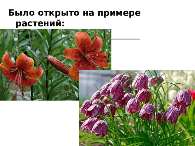 Было открыто на примере растений: Лилии тигровой Рябчика нежного 