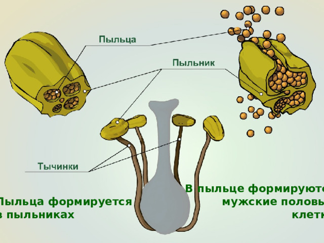 В пыльце формируются мужские половые клетки Пыльца формируется в пыльниках 