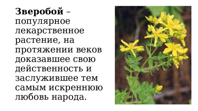 Зверобой – популярное лекарственное растение, на протяжении веков доказавшее свою действенность и заслужившее тем самым искреннюю любовь народа. 