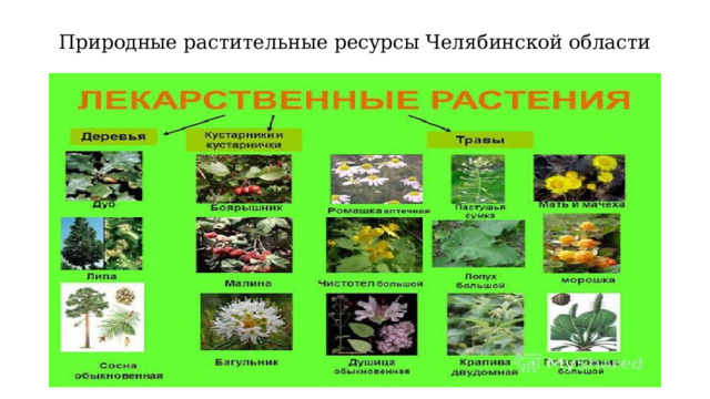 Природные растительные ресурсы Челябинской области 