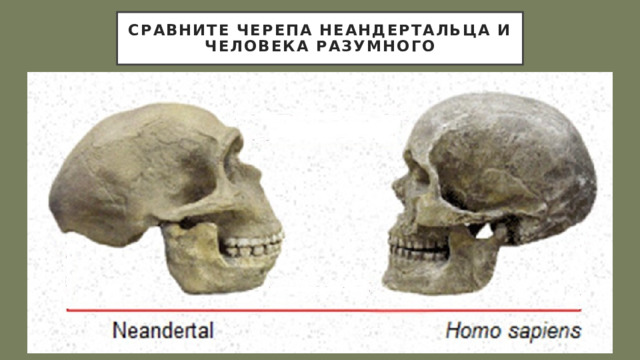 Сравните черепа неандертальца и человека разумного 