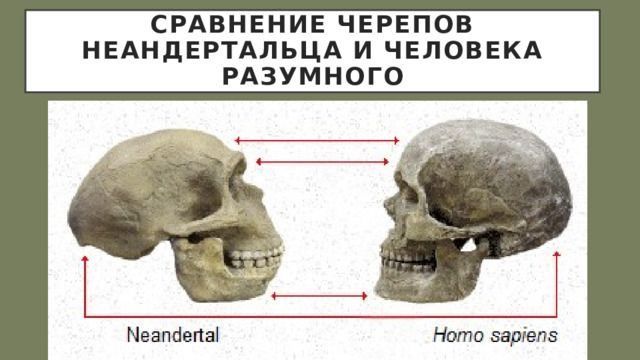 Сравнение черепов неандертальца и Человека разумного 