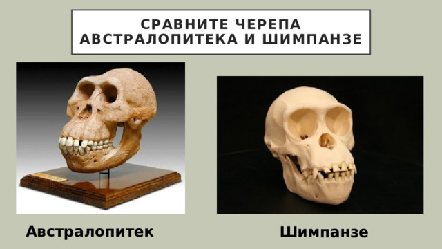 Сравните черепа австралопитека и шимпанзе Австралопитек Шимпанзе 