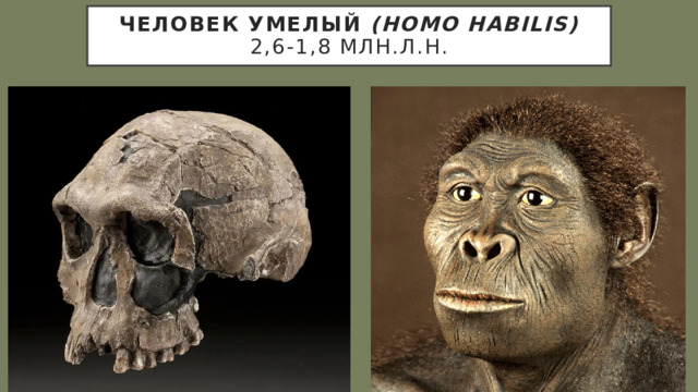 Человек умелый (Homo habilis)  2,6-1,8 млн.л.н. 