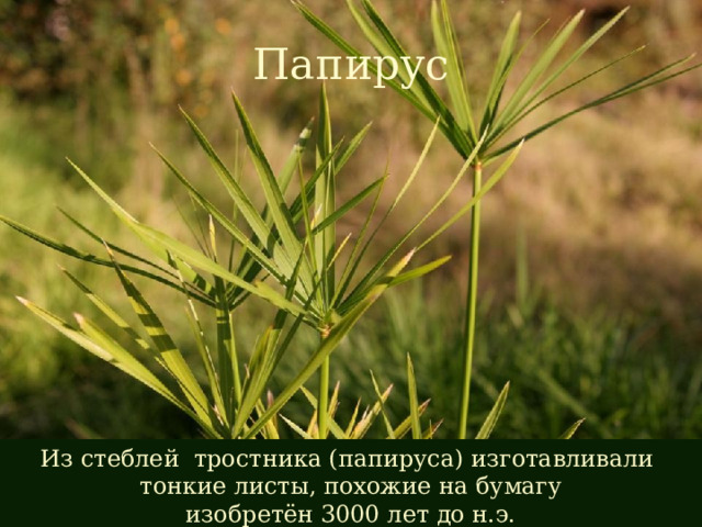 Папирус Из стеблей тростника (папируса) изготавливали тонкие листы, похожие на бумагу изобретён 3000 лет до н.э. 
