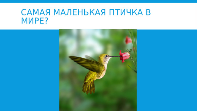 самая маленькая птичка в мире? 
