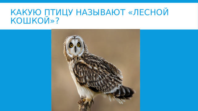 Какую птицу называют «лесной кошкой»?  