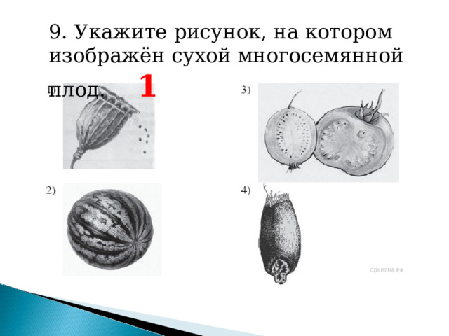 Подготовка огэ ботаника. Укажите рисунок на котором изображен ягод. Какой плод изображен на рисунке. Под цифрой 11 на рисунке изображён плод. Морковь односемянный или многосемянный плод.