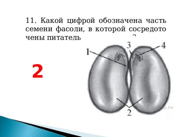 Какой цифрой на рисунке обозначена часть листа через которую внутрь листа проникают пары воды