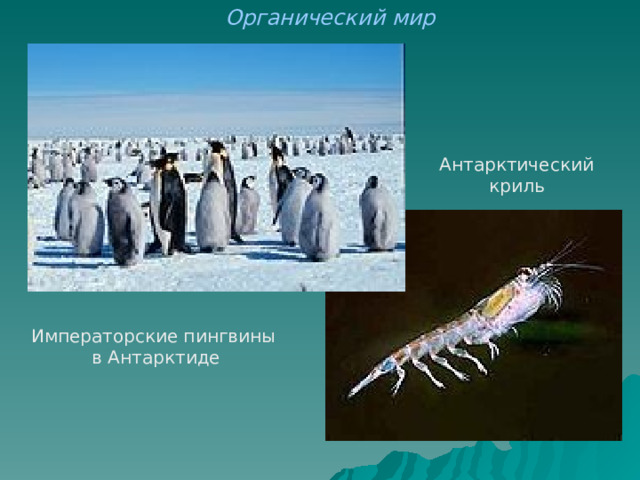 Органический мир Антарктический  криль Императорские пингвины в Антарктиде 