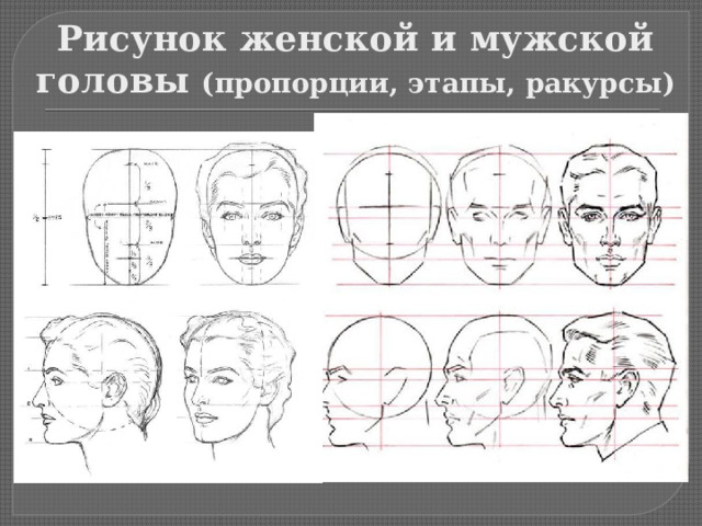 Рисунок женской и мужской головы (пропорции, этапы, ракурсы) 