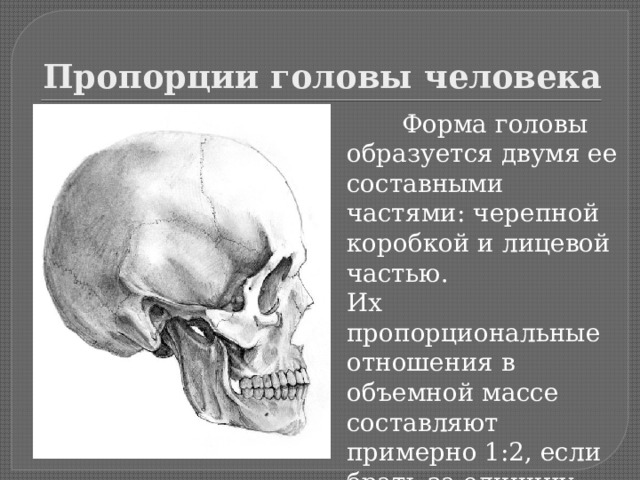 Пропорции головы человека  Форма головы образуется двумя ее составными частями: черепной коробкой и лицевой частью. Их пропорциональные отношения в объемной массе составляют примерно 1:2, если брать за единицу измерения лицевую часть  