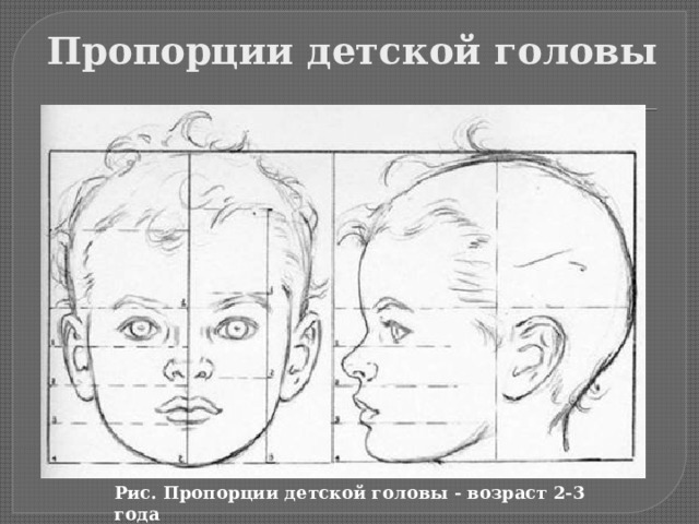 Пропорции детской головы Рис. Пропорции детской головы - возраст 2-3 года 