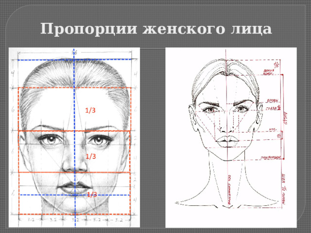 Эстетические пропорции лица презентация