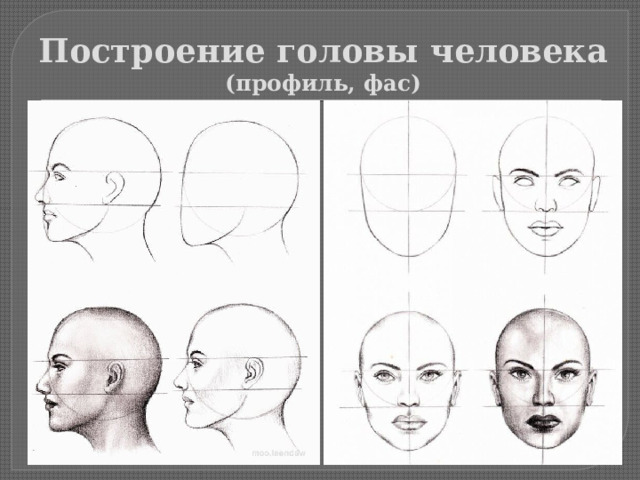 Конструкция головы человека и ее основные пропорции