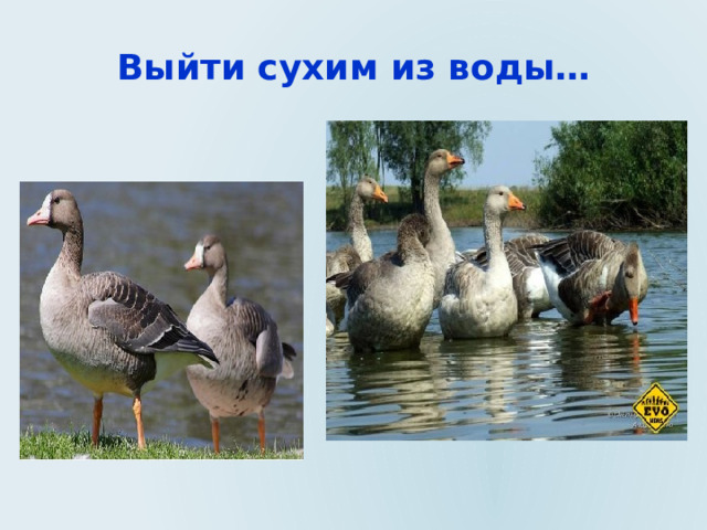 Выйти сухим из воды… 