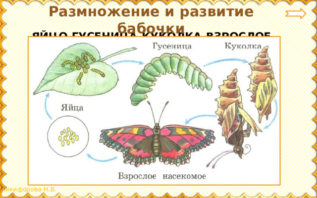 Процессы размножения и развития животных презентация 7 класс