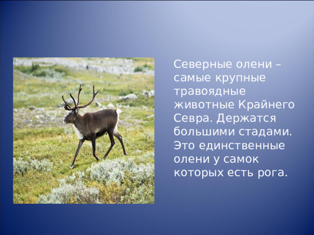  Северные олени – самые крупные травоядные животные Крайнего Севра. Держатся большими стадами. Это единственные олени у самок которых есть рога. 