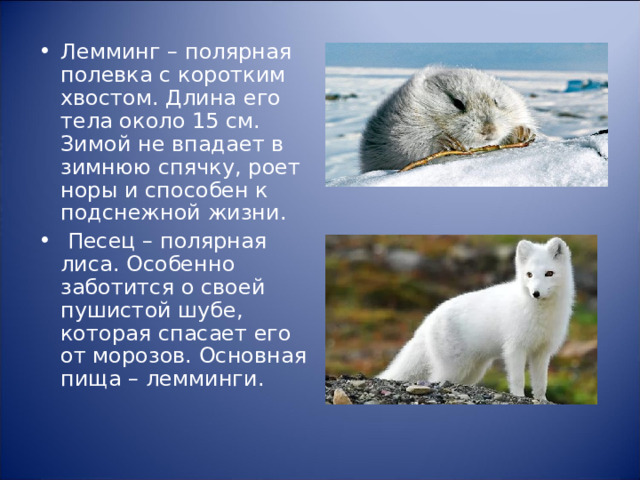 Лемминг – полярная полевка с коротким хвостом. Длина его тела около 15 см. Зимой не впадает в зимнюю спячку, роет норы и способен к подснежной жизни.  Песец – полярная лиса. Особенно заботится о своей пушистой шубе, которая спасает его от морозов. Основная пища – лемминги.  