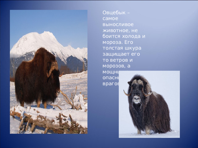 Овцебык – самое выносливое животное, не боится холода и мороза. Его толстая шкура защищает его то ветров и морозов, а мощные рога опасны для его врагов – волков. 