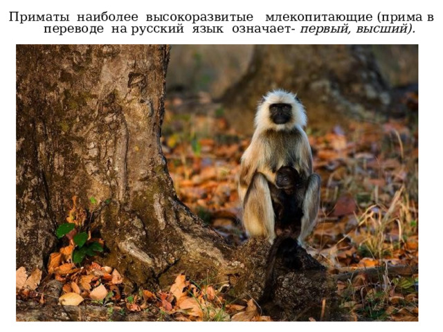 Приматы наиболее высокоразвитые млекопитающие (прима в переводе на русский язык означает- первый, высший). 