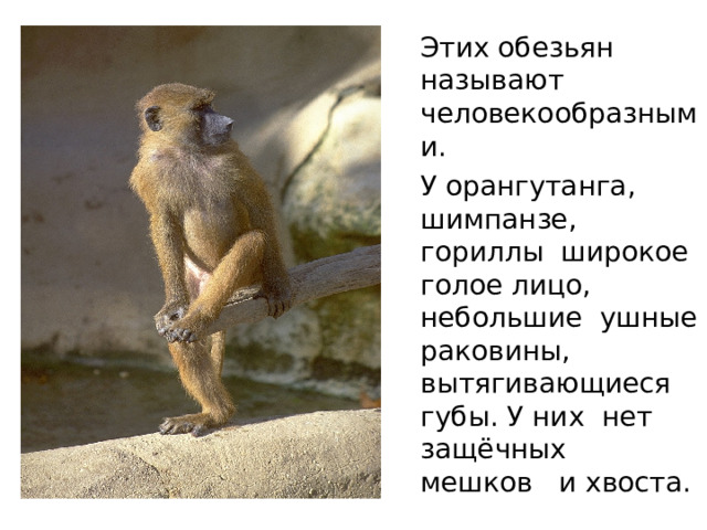  Этих обезьян называют человекообразными.  У орангутанга, шимпанзе, гориллы широкое голое лицо, небольшие ушные раковины, вытягивающиеся губы. У них нет защёчных мешков и хвоста. 