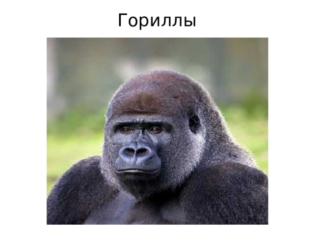 Гориллы 