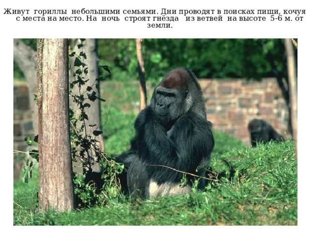 Живут гориллы небольшими семьями. Дни проводят в поисках пищи, кочуя с места на место. На ночь строят гнёзда из ветвей на высоте 5-6 м. от земли. 