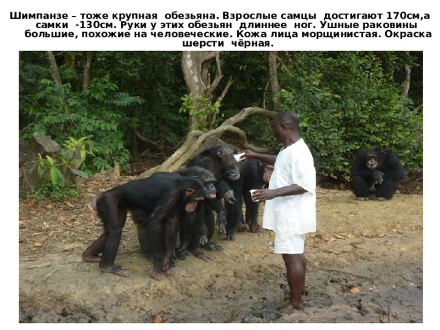 Шимпанзе – тоже крупная обезьяна. Взрослые самцы достигают 170см,а самки -130см. Руки у этих обезьян длиннее ног. Ушные раковины большие, похожие на человеческие. Кожа лица морщинистая. Окраска шерсти чёрная. 