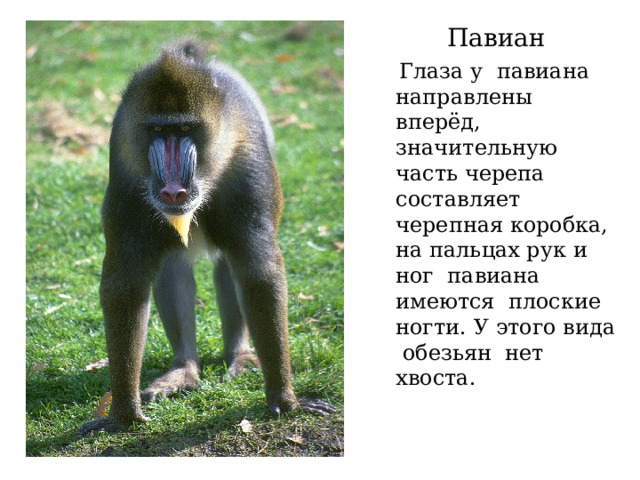 На рисунке обезьяны четырех родов гиббоны капуцины мартышки и павианы информатика ответ