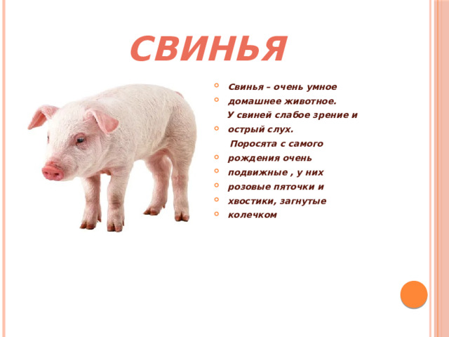 СВИНЬЯ Свинья – очень умное домашнее животное.  У свиней слабое зрение и острый слух.  Поросята с самого рождения очень подвижные , у них розовые пяточки и хвостики, загнутые колечком 