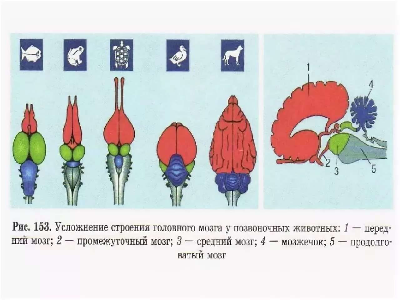 Мозг представителя какой систематической группы изображен на рисунке млекопитающих рыб