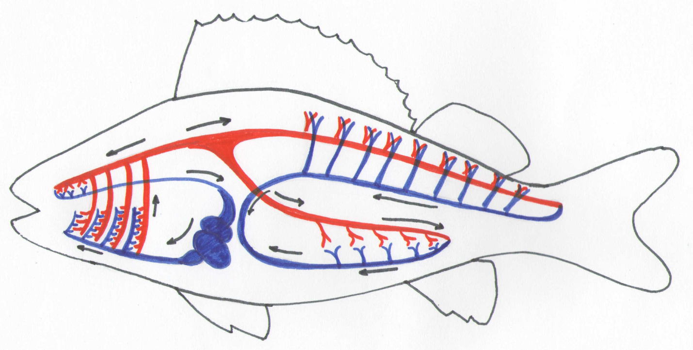Кровообращение рыбы схема