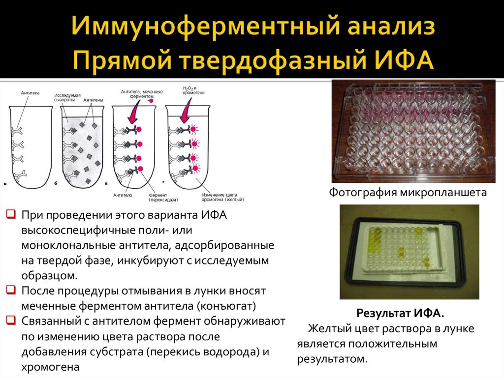 Схема ифа микробиология