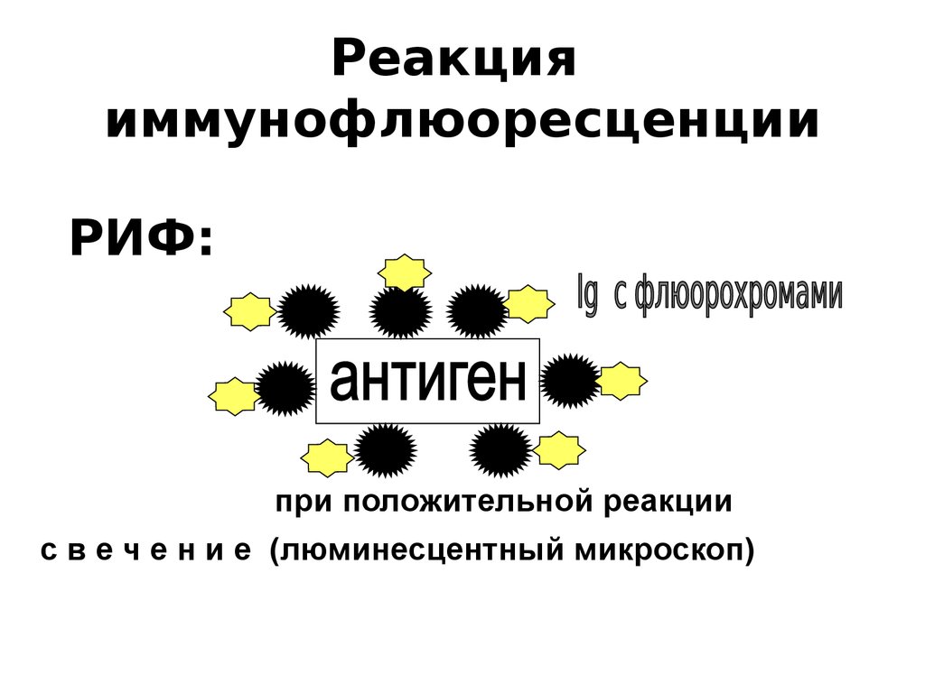 Риф это микробиология. Реакция иммунной флюоресценции схема. Риф реакция иммунофлюоресценции. Реакция иммунной флуоресценции (риф). Реакция иммунофлюоресценции риф схема.