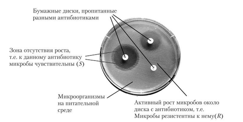 Методы определения чувствительности бактерий к антибиотикам схема