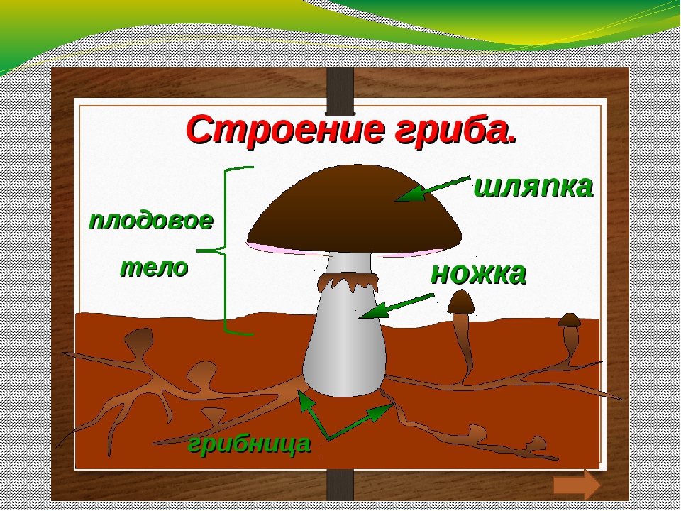 На каком из рисунков представлен фрагмент тела гриба подосиновика