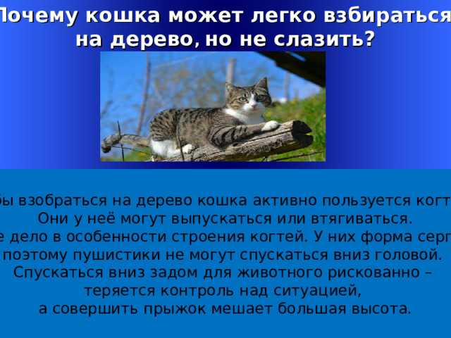 Почему кошка может легко взбираться на дерево , но не слазить? - Чтобы взобраться на дерево кошка активно пользуется когтями. Они у неё могут выпускаться или втягиваться. Все дело в особенности строения когтей. У них форма серпа, поэтому пушистики не могут спускаться вниз головой. Спускаться вниз задом для животного рискованно – теряется контроль над ситуацией, а совершить прыжок мешает большая высота. Welcome to Power Jeopardy   © Don Link, Indian Creek School, 2004 You can easily customize this template to create your own Jeopardy game. Simply follow the step-by-step instructions that appear on Slides 1-3. 1 