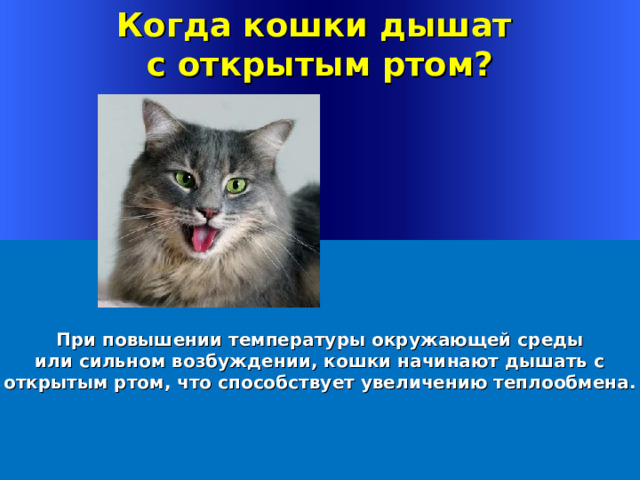 Когда кошки дышат с открытым ртом? При повышении температуры окружающей среды  или сильном возбуждении, кошки начинают дышать с открытым ртом, что способствует увеличению теплообмена. Welcome to Power Jeopardy   © Don Link, Indian Creek School, 2004 You can easily customize this template to create your own Jeopardy game. Simply follow the step-by-step instructions that appear on Slides 1-3. 1 