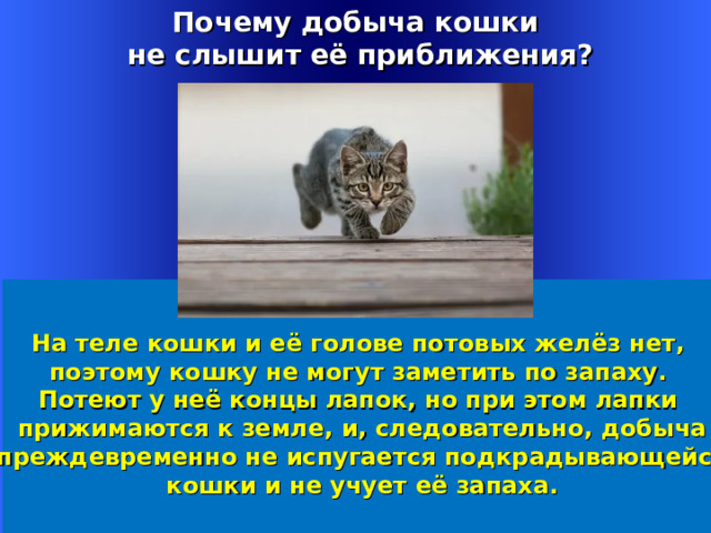 Почему добыча кошки  не слышит её приближения? На теле кошки и её голове потовых желёз нет,  поэтому кошку не могут заметить по запаху. Потеют у неё концы лапок, но при этом лапки  прижимаются к земле, и, следовательно, добыча  преждевременно не испугается подкрадывающейся  кошки и не учует её запаха. Welcome to Power Jeopardy   © Don Link, Indian Creek School, 2004 You can easily customize this template to create your own Jeopardy game. Simply follow the step-by-step instructions that appear on Slides 1-3. 1 