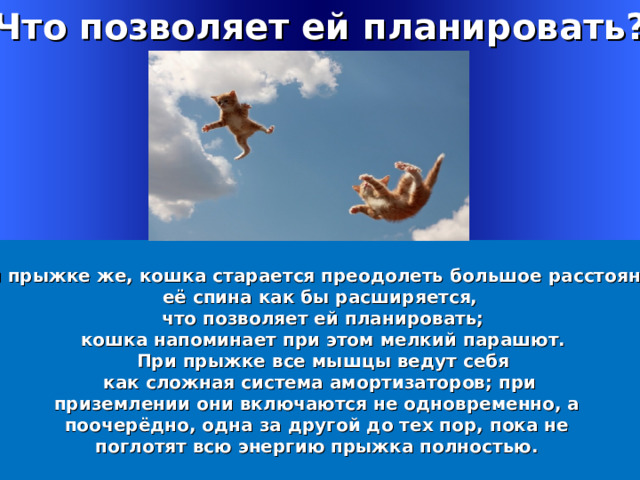 Что позволяет ей планировать? При прыжке же, кошка старается преодолеть большое расстояние, её спина как бы расширяется,  что позволяет ей планировать;  кошка напоминает при этом мелкий парашют.  При прыжке все мышцы ведут себя  как сложная система амортизаторов; при приземлении они включаются не одновременно, а поочерёдно, одна за другой до тех пор, пока не поглотят всю энергию прыжка полностью. Welcome to Power Jeopardy   © Don Link, Indian Creek School, 2004 You can easily customize this template to create your own Jeopardy game. Simply follow the step-by-step instructions that appear on Slides 1-3. 1 