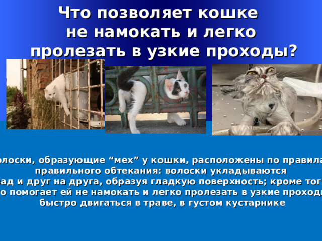 Что позволяет кошке не намокать и легко  пролезать в узкие проходы? Волоски, образующие “мех” у кошки, расположены по правилам  правильного обтекания: волоски укладываются назад и друг на друга, образуя гладкую поверхность; кроме того – это помогает ей не намокать и легко пролезать в узкие проходы,  быстро двигаться в траве, в густом кустарнике Welcome to Power Jeopardy   © Don Link, Indian Creek School, 2004 You can easily customize this template to create your own Jeopardy game. Simply follow the step-by-step instructions that appear on Slides 1-3. 1 