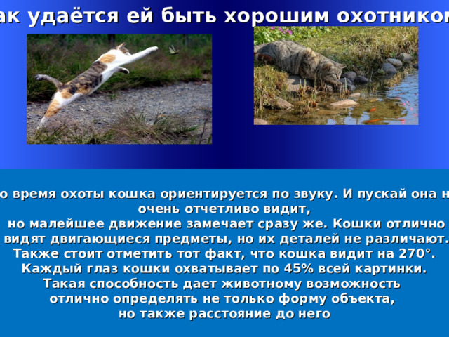 Как удаётся ей быть хорошим охотником?  Во время охоты кошка ориентируется по звуку. И пускай она не очень отчетливо видит,  но малейшее движение замечает сразу же. Кошки отлично  видят двигающиеся предметы, но их деталей не различают. Также стоит отметить тот факт, что кошка видит на 270°.  Каждый глаз кошки охватывает по 45% всей картинки. Такая способность дает животному возможность отлично определять не только форму объекта, но также расстояние до него Welcome to Power Jeopardy   © Don Link, Indian Creek School, 2004 You can easily customize this template to create your own Jeopardy game. Simply follow the step-by-step instructions that appear on Slides 1-3. 1 