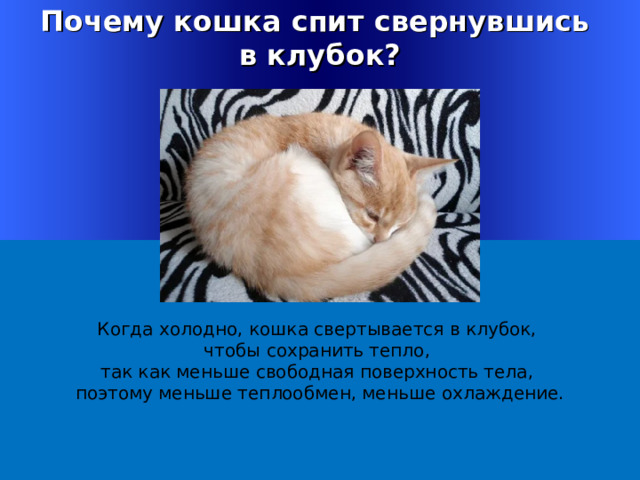Почему животные спят свернувшись в клубок. Почему кошки спят свернувшись в клубок. Почему в холодную погоду многие животные спят свернувшись в клубок. Кошка в клубочке когда холодно. Свернувшись клубочком.