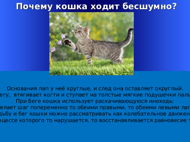  Почему кошка ходит бесшумно? -  Основания лап у неё круглые, и след она оставляет округлый. На бегу, втягивает когти и ступает на толстые мягкие подушечки пальцев.  При беге кошка использует раскачивающуюся иноходь: она делает шаг попеременно то обеими правыми, то обеими левыми лапами. Ходьбу и бег кошки можно рассматривать как колебательное движение,  в процессе которого то нарушается, то восстанавливается равновесие тела. Welcome to Power Jeopardy   © Don Link, Indian Creek School, 2004 You can easily customize this template to create your own Jeopardy game. Simply follow the step-by-step instructions that appear on Slides 1-3. 1 