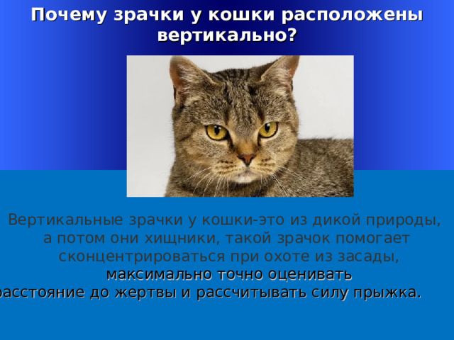 Почему зрачки у кошки расположены вертикально ?  Вертикальные зрачки у кошки-это из дикой природы, а потом они хищники, такой зрачок помогает  сконцентрироваться при охоте из засады,  максимально точно оценивать  расстояние до жертвы и рассчитывать силу прыжка.  Welcome to Power Jeopardy   © Don Link, Indian Creek School, 2004 You can easily customize this template to create your own Jeopardy game. Simply follow the step-by-step instructions that appear on Slides 1-3. 1 