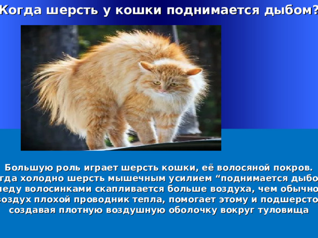 Когда шерсть у кошки поднимается дыбом ? Большую роль играет шерсть кошки, её волосяной покров.  Когда холодно шерсть мышечным усилием “поднимается дыбом” меду волосинками скапливается больше воздуха, чем обычно,  а воздух плохой проводник тепла, помогает этому и подшерсток., создавая плотную воздушную оболочку вокруг туловища Welcome to Power Jeopardy   © Don Link, Indian Creek School, 2004 You can easily customize this template to create your own Jeopardy game. Simply follow the step-by-step instructions that appear on Slides 1-3. 1 