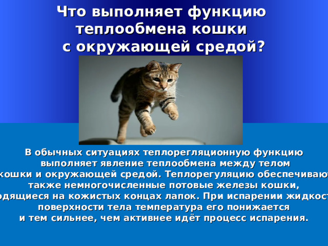 Что выполняет функцию теплообмена кошки с окружающей средой? В обычных ситуациях теплорегляционную функцию  выполняет явление теплообмена между телом  кошки и окружающей средой. Теплорегуляцию обеспечивают  также немногочисленные потовые железы кошки, находящиеся на кожистых концах лапок. При испарении жидкости с поверхности тела температура его понижается  и тем сильнее, чем активнее идёт процесс испарения. Welcome to Power Jeopardy   © Don Link, Indian Creek School, 2004 You can easily customize this template to create your own Jeopardy game. Simply follow the step-by-step instructions that appear on Slides 1-3. 1 